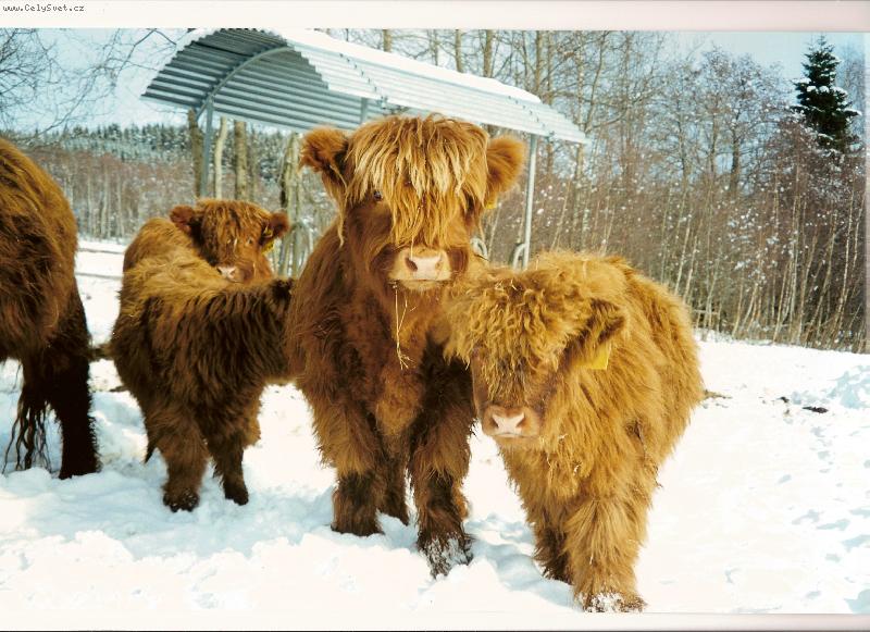 Foto: Highland, Skotsk� n�horn� skot-telata v zim�