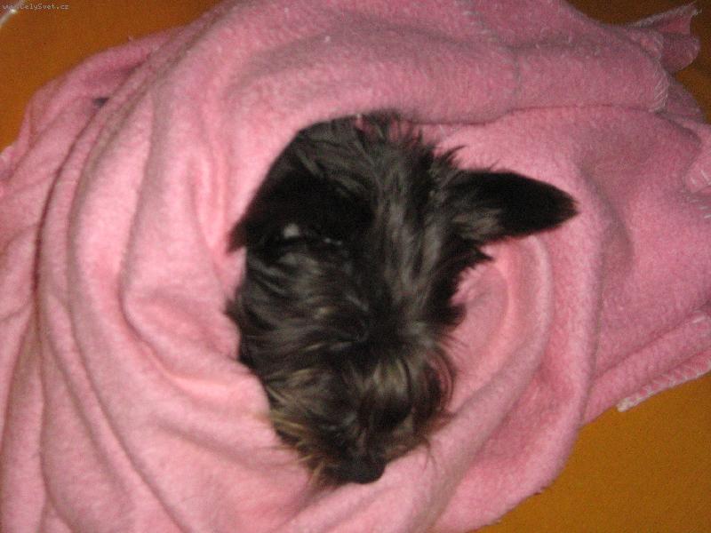 Foto: Dobrou noc, neru�it!