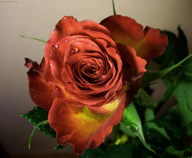 Foto: jemn� pohled