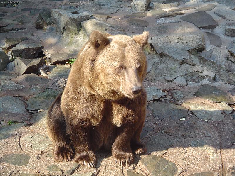 Foto: Chutnu�k� medved�k