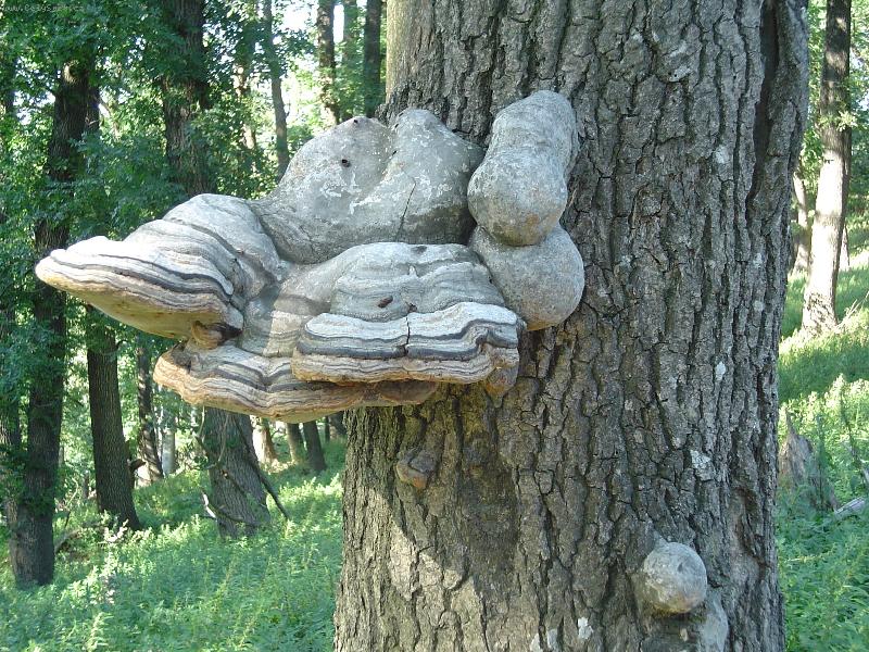 Foto: Ve�k� hr�biky