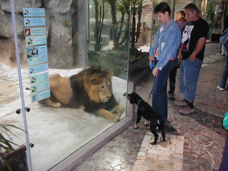 Foto: Já a lev-Na návštěvě u známých