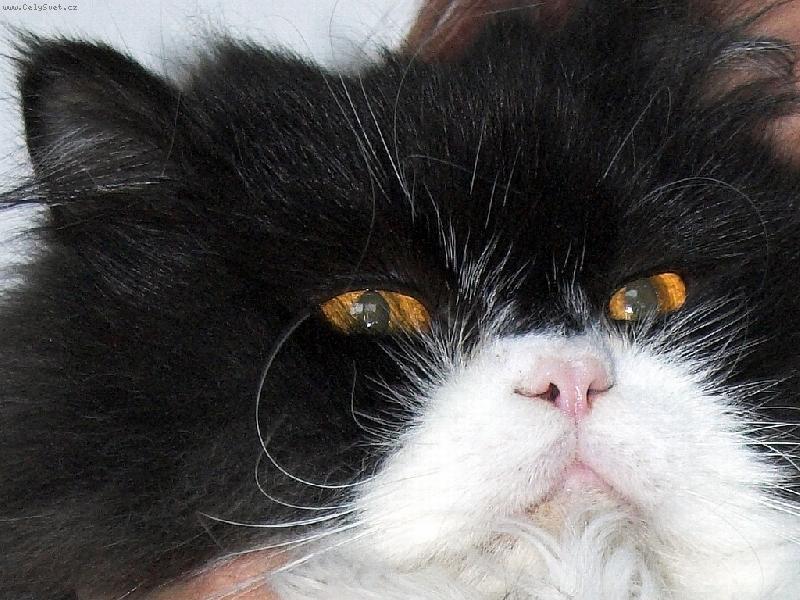 Foto: herbert-domac� mazl��ek