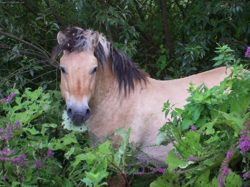 Foto: Ko�sk� sv�t