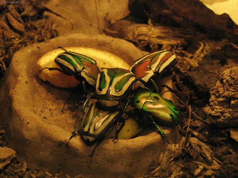 Foto: Brou�ci-Brou�ci co se perou o kus �vance