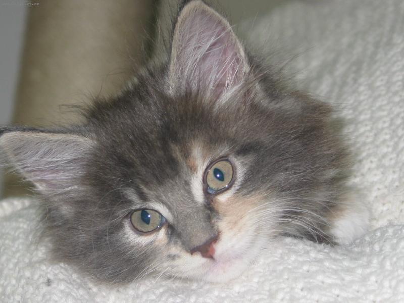 Foto: Ko��tko-Jen se pod�vejte, jak roztomile kouk�.