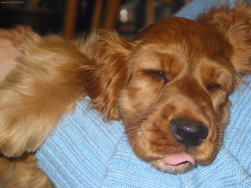 Foto: Jaksi spokojen� spink�m