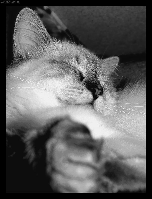 Foto: J� jsem Gucci,tak co bych nebyl frajer :o)