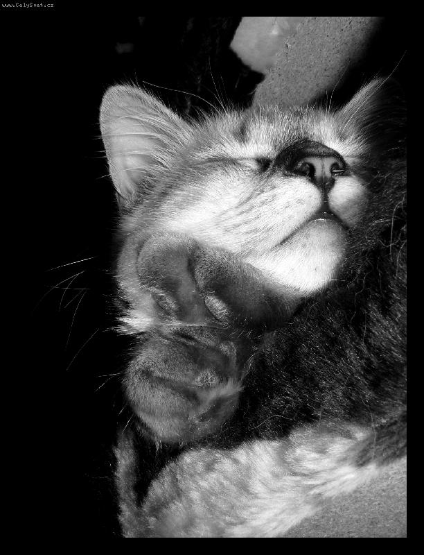 Foto: To se mi kr�sn� spink�