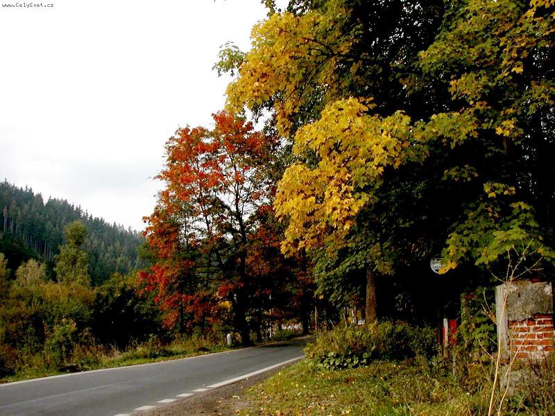 Foto: a to je vloni pok�celi-javory na podzim