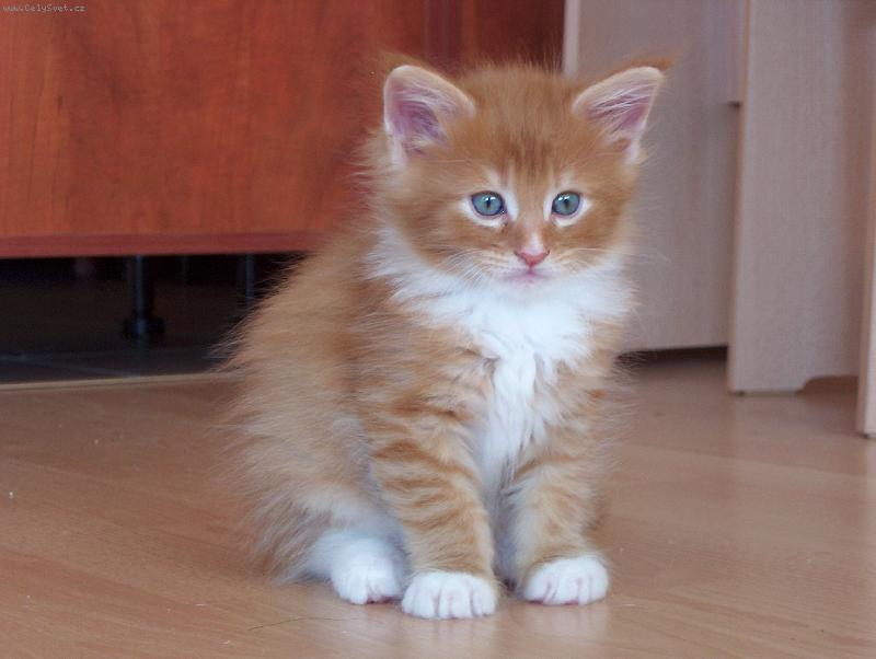 Foto: Jsem malej, ale �ikovnej