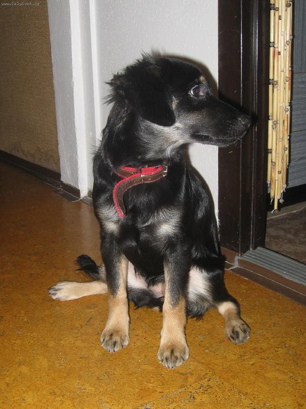 Foto: Jsem m�enka Rotvajlera a Ov��ka-Sice se mi tro�ku rozj�d� no�i�ky,ale to v�bec nevad�:)