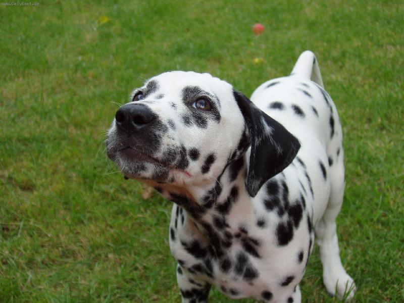 Foto: Dorinka-Co to c�t�m...