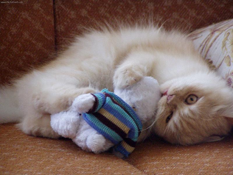 Foto: obl�ben� hra�ka-Popelka