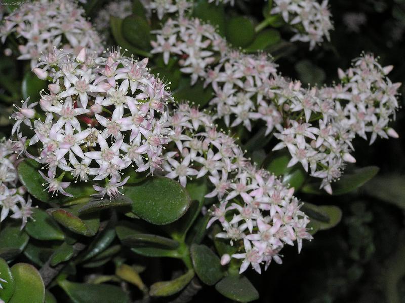 Foto: Kvetouc�  tlustice-Crasula s devades�ti kv�ty