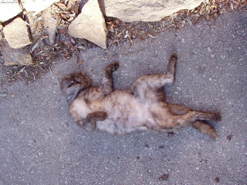 Foto: Mike�ek-To je veget...