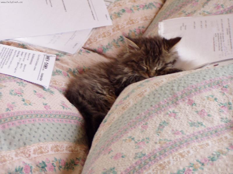 Foto: U��c� se Mourina