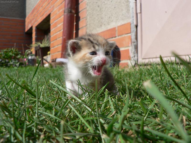 Foto: Mi�ulka na proch�zce-u��, a te� v�s v�echny se�eru!