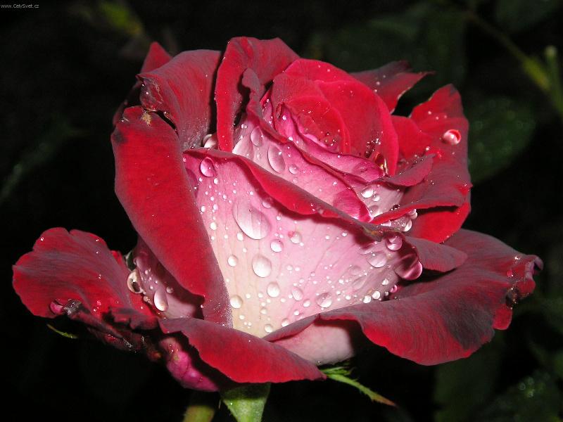 Foto: růže Osiria-orosená je nejhezčí