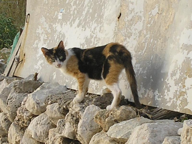 Foto: Potuln� ko�ka v Chorvatsku