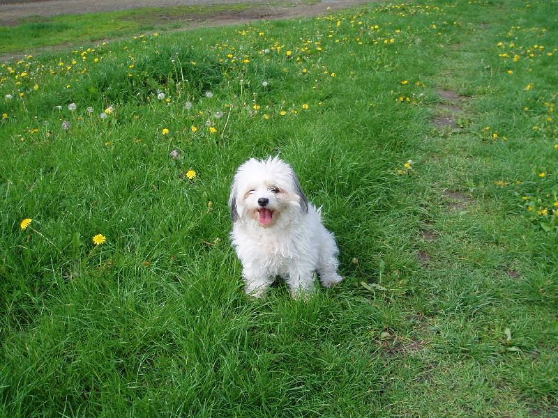 Foto: N� pesa�ek-Relax v tr�v�