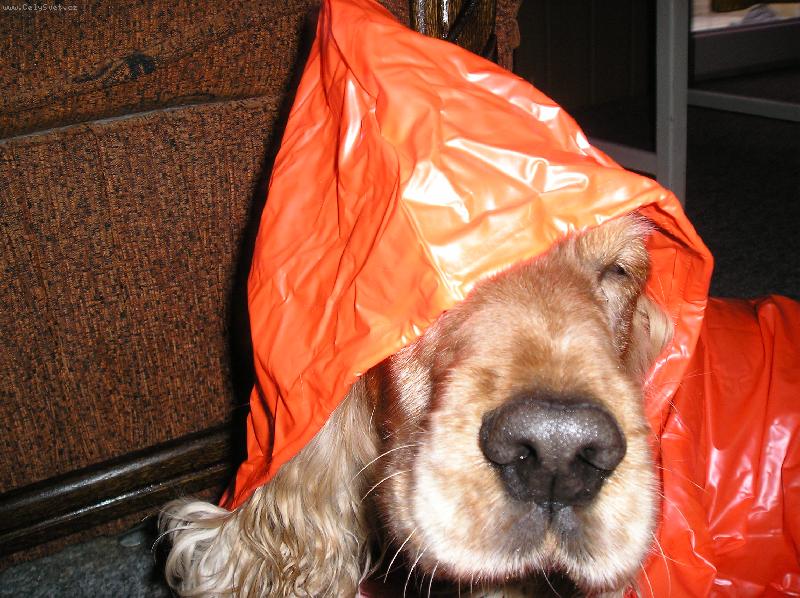 Foto: Nov� technick� slu�by-J�����je pro�???