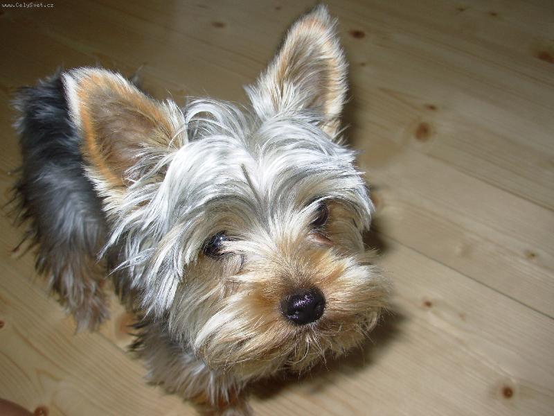 Foto: �um��ek-Jak na�eho "jorkmuta" ten fo��k zaj�m�, �e? :D