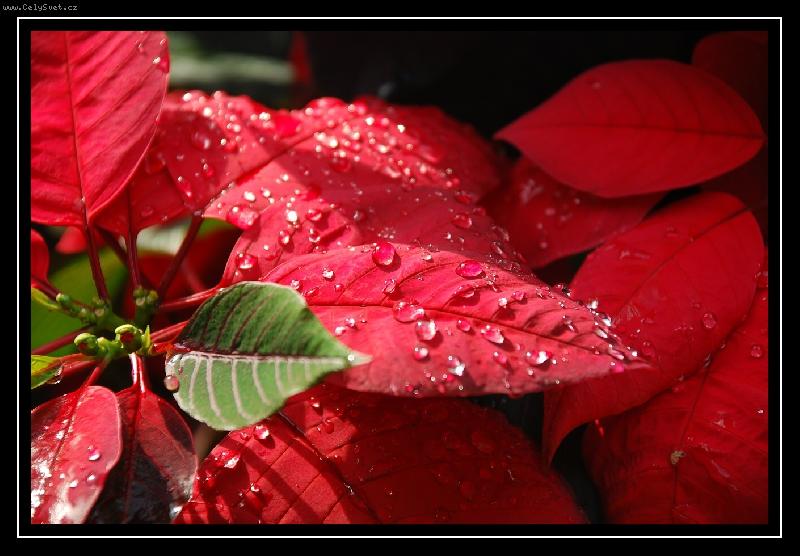 Foto: V�no�n� hv�zda