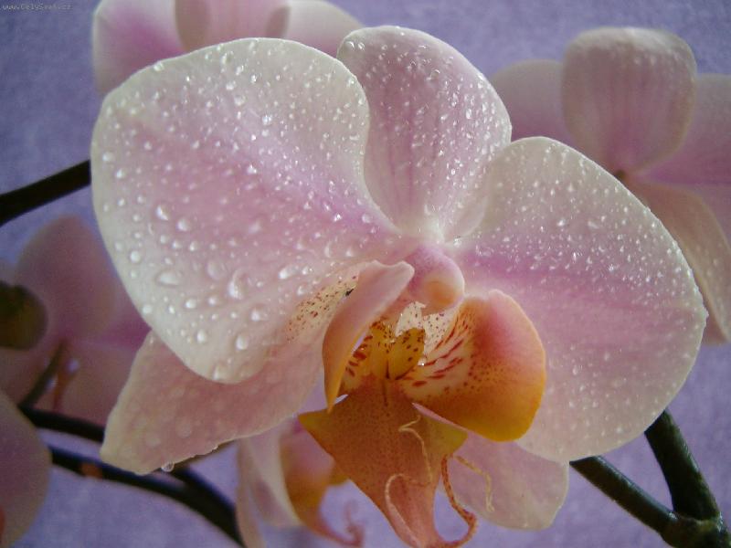 Foto: HPIM1049orchidej-Phalenopsis, moje l�ska