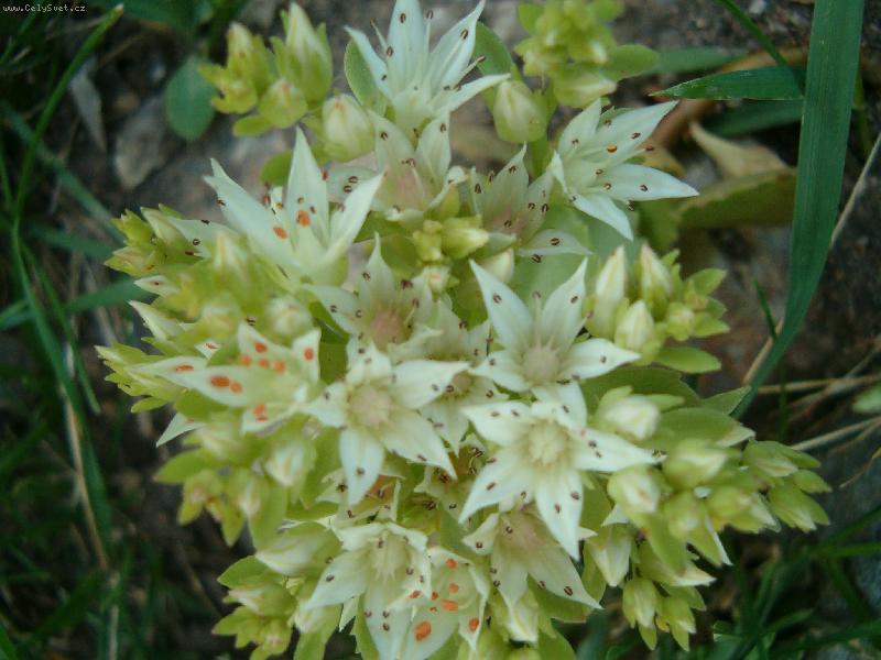 Foto: HPIM1020-tzv." sedum"
