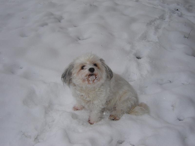 Foto: Pes a sn�h-Na� pes miluje sn�h...