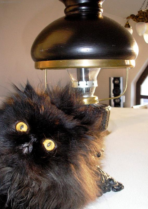 Foto: persk� kocour Pucci-ko�i�� osobnost