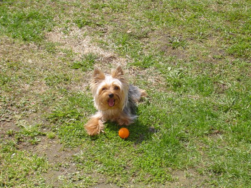 Foto: Letn� pohoda-Chip na zahrad�