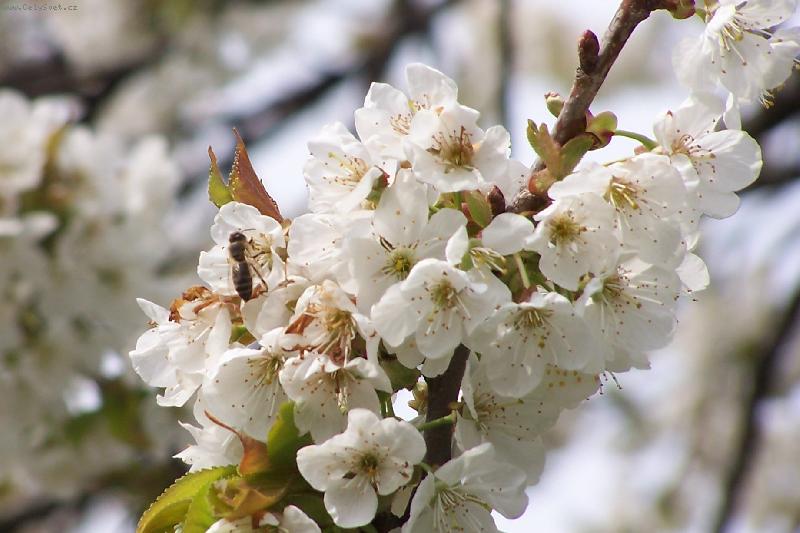 Foto: Jaro-v�ela na t�e�ni