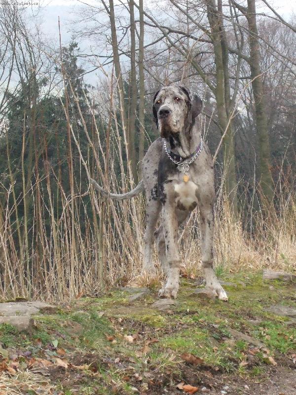 Foto: pan Attila-�ed� v �edi