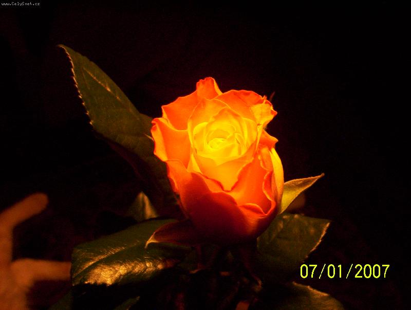 Foto: R��e k narozenin�m-...ta je v�dy nejkr�sn�j��