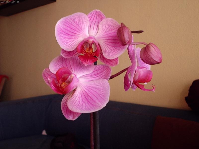 Foto: Moje prvn� orchidej