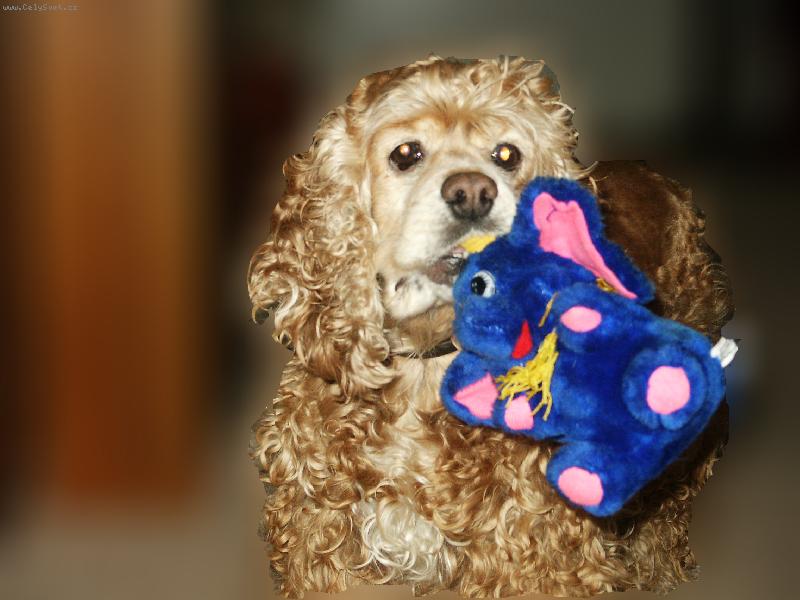 Foto: Andy a slon-ulovila jsem slona