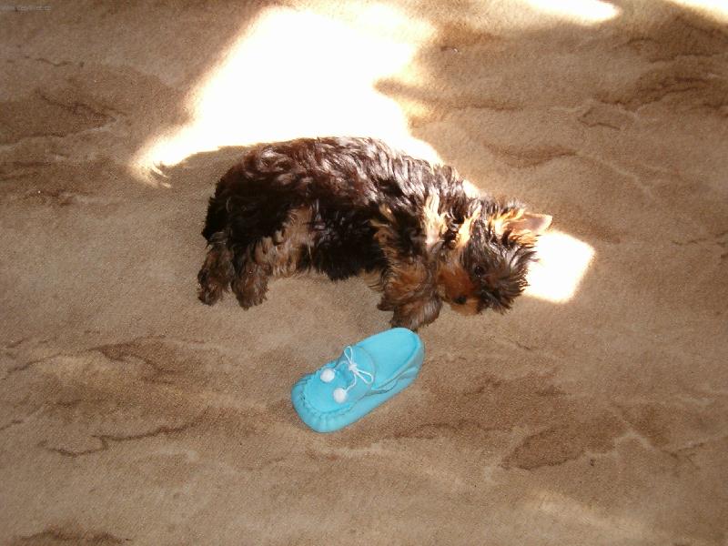Foto: Peggy psí miminko-Odpočívám po boji s botou