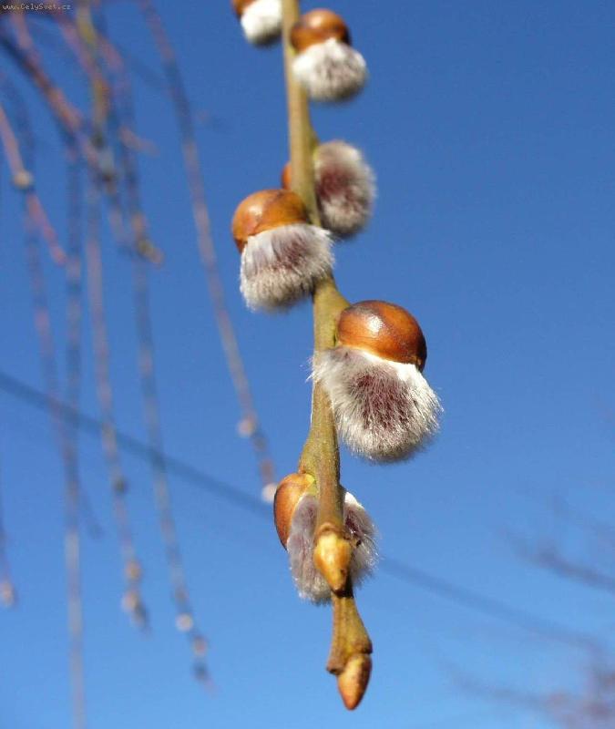 Foto: Ko�i�ky-letos se n�m vrba okotila brzy...