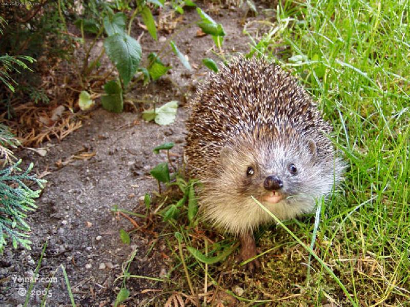 Foto: Je�ura na lovu