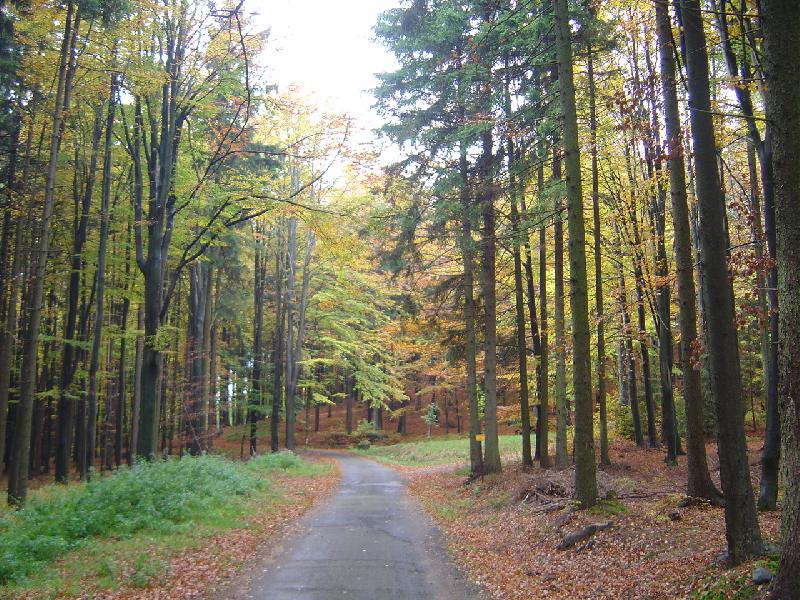 Foto: podzimní les
