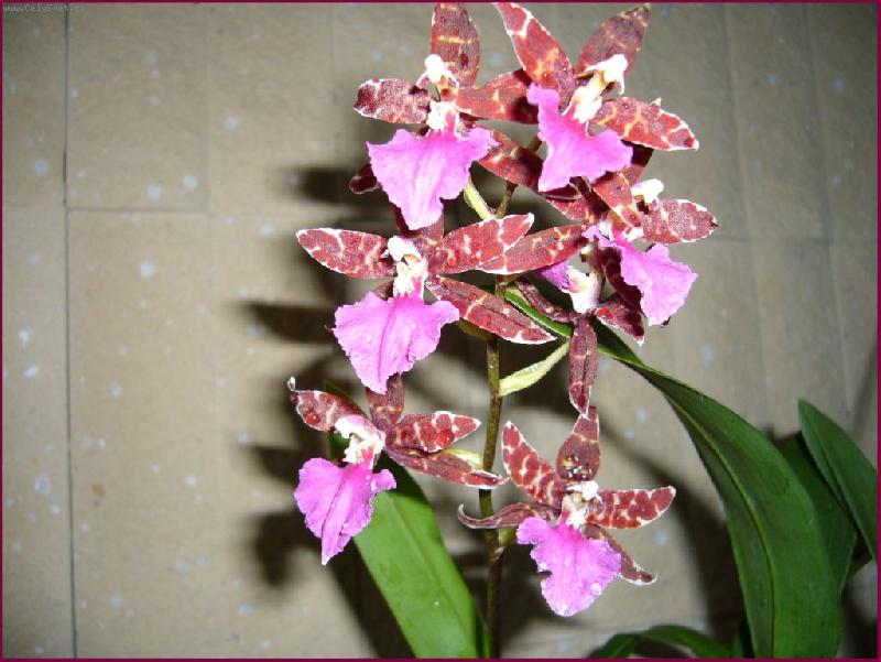 Foto: Prvn� dom�c� �sp�ch-Prvn� dom�c� �sp�ch