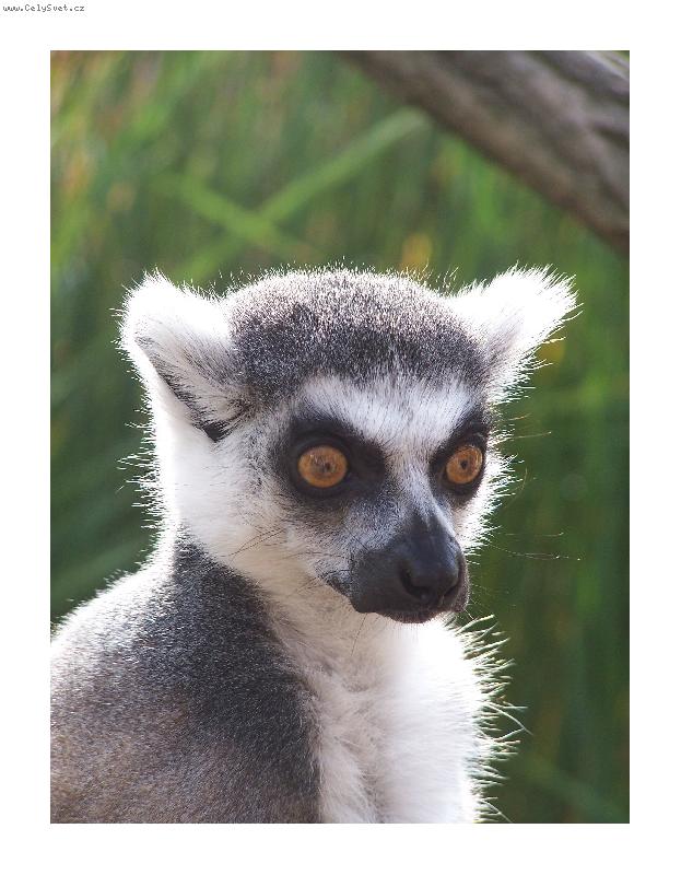Foto: lemur