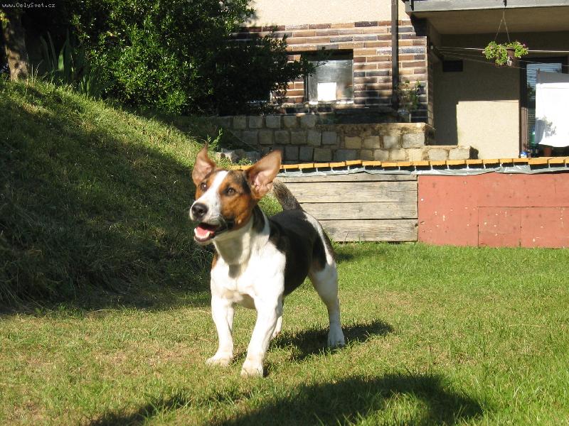 Foto: M�m letaj�c� u�i-Hugo