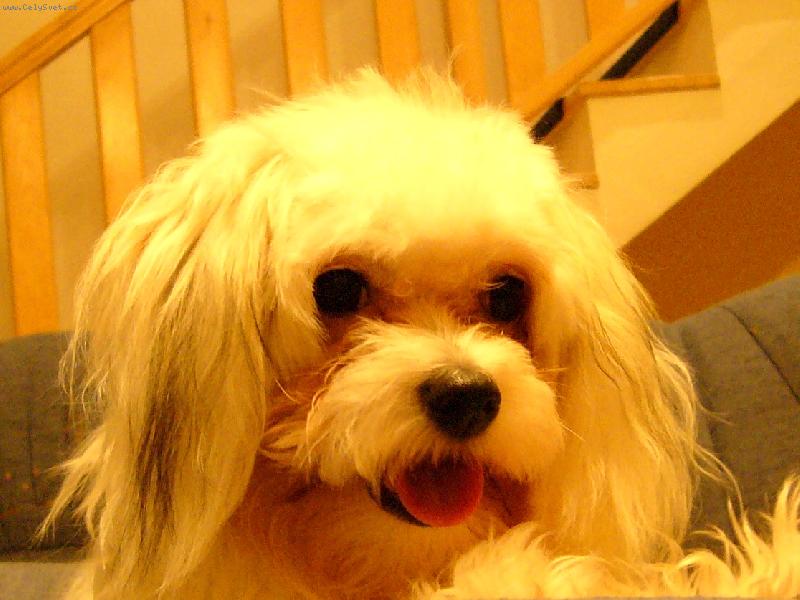 Foto: Portr�t Peggynky-Co to m�, pani�ko???