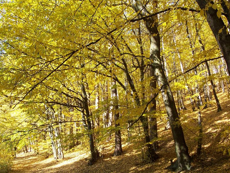 Foto: Zlat� sn�en�