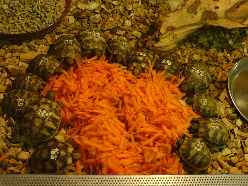 Foto: �elvi�ky na sn�dani