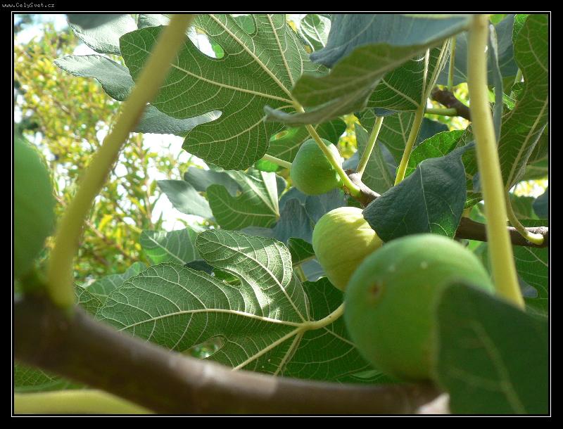 Foto: Dozr�vaj�c� f�ky-ze zahrady v �eck�m apartmanu