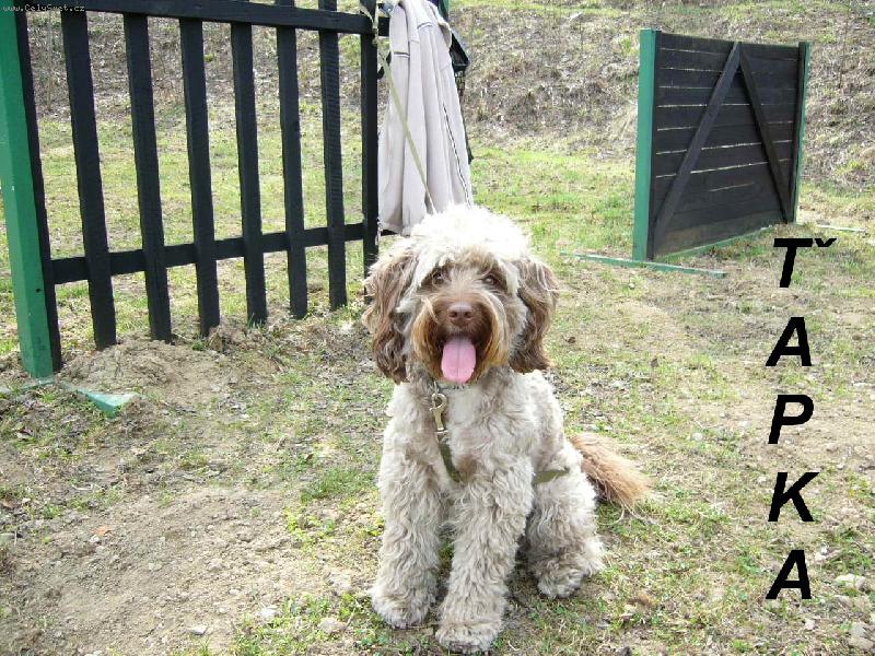 Foto: kinologicke cviciste-t�apka �ek� na cvi�en�